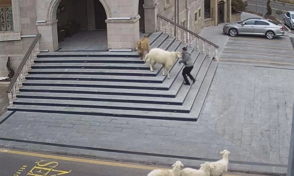 Τουρκία: Πρόβατα «πολιορκούν» δημοτικό μέγαρο και γίνεται χαμός